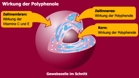 Grafik: Wirkung der Polyphenole